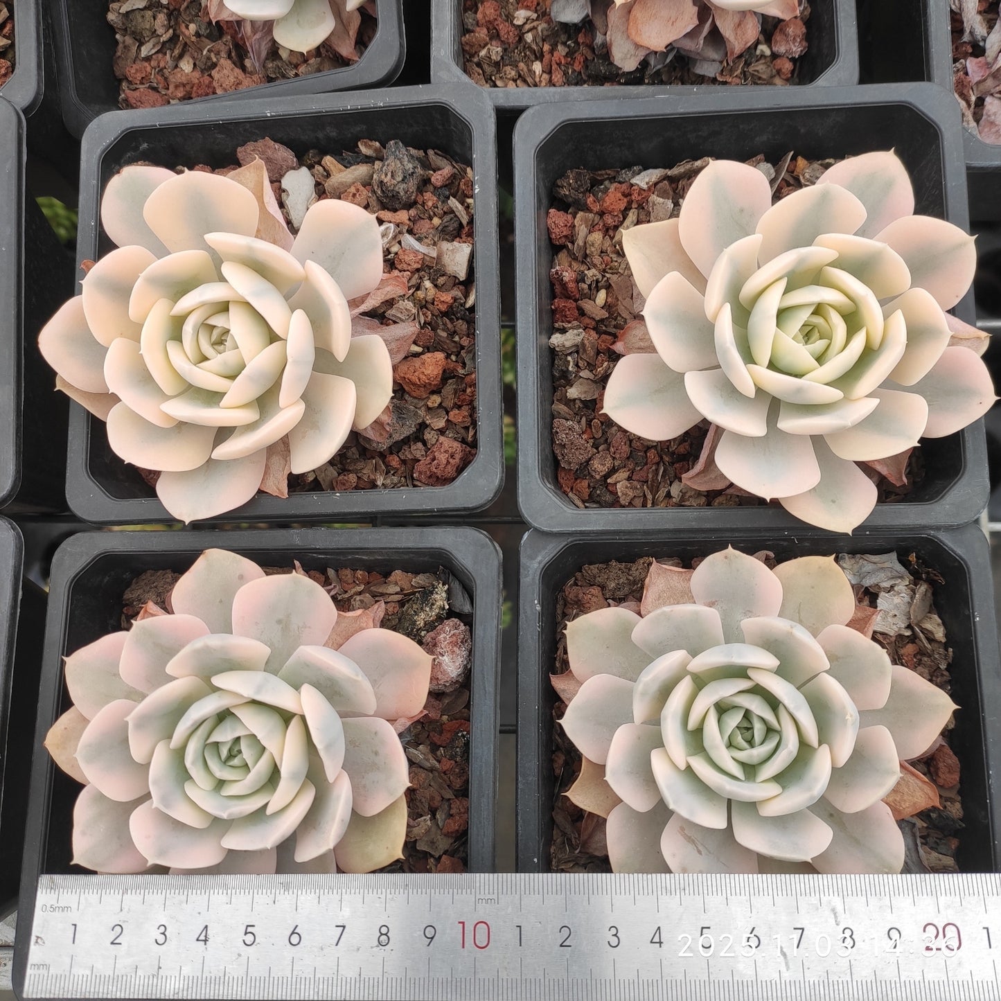 22324 Echeveria Makabenia Variegated (12cm pot size)