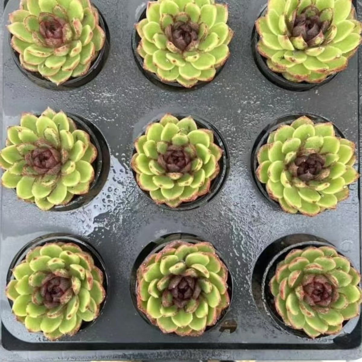 21175 Echeveria Green Light Lorest (10cm pot size)