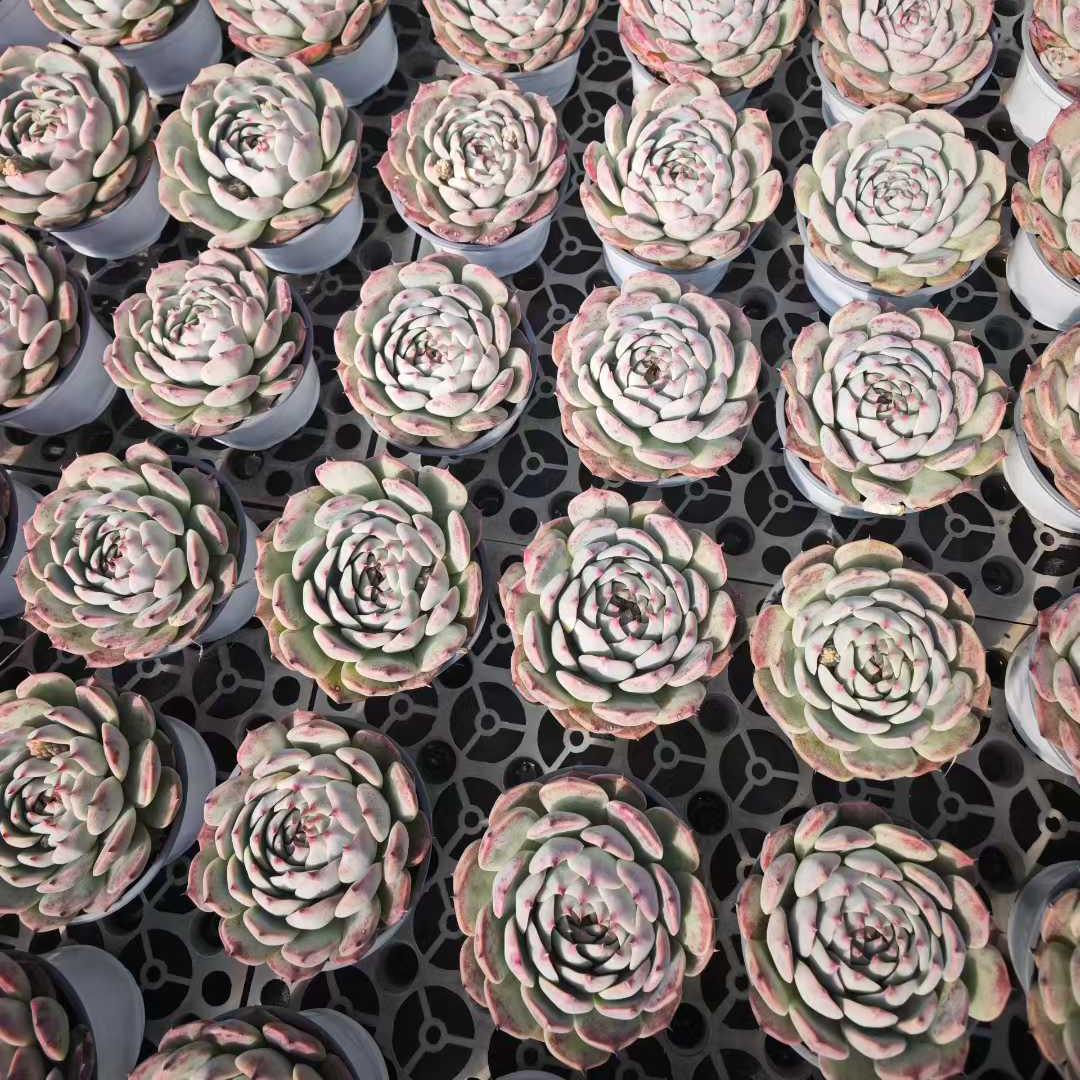 25194 Echeveria Chihuahuaensis (12cm pot size)