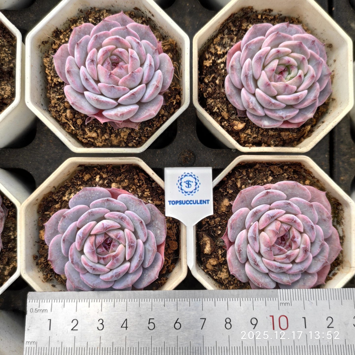 23761 Echeveria Red Velvet Hyb (7cm pot size)