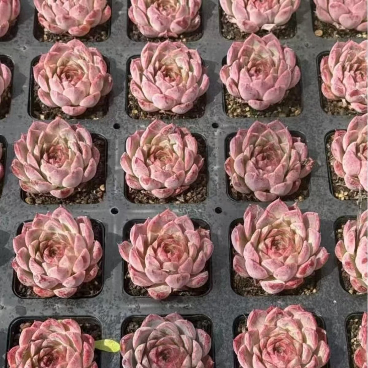 21491 Echeveria Wildcat (7cm pot size)