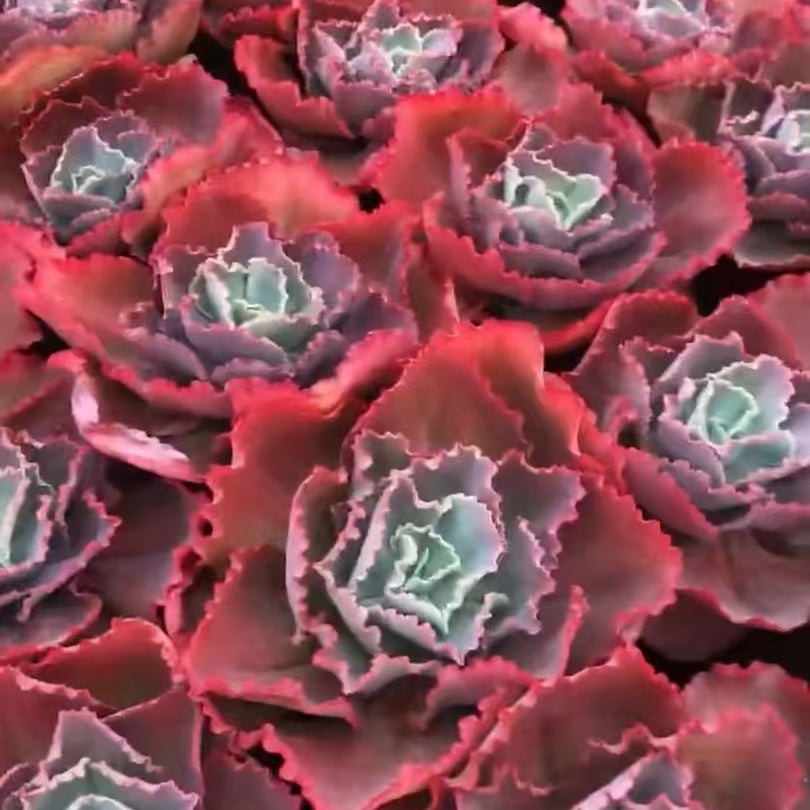 24218 Echeveria Blue Enchantress (18cm pot size)