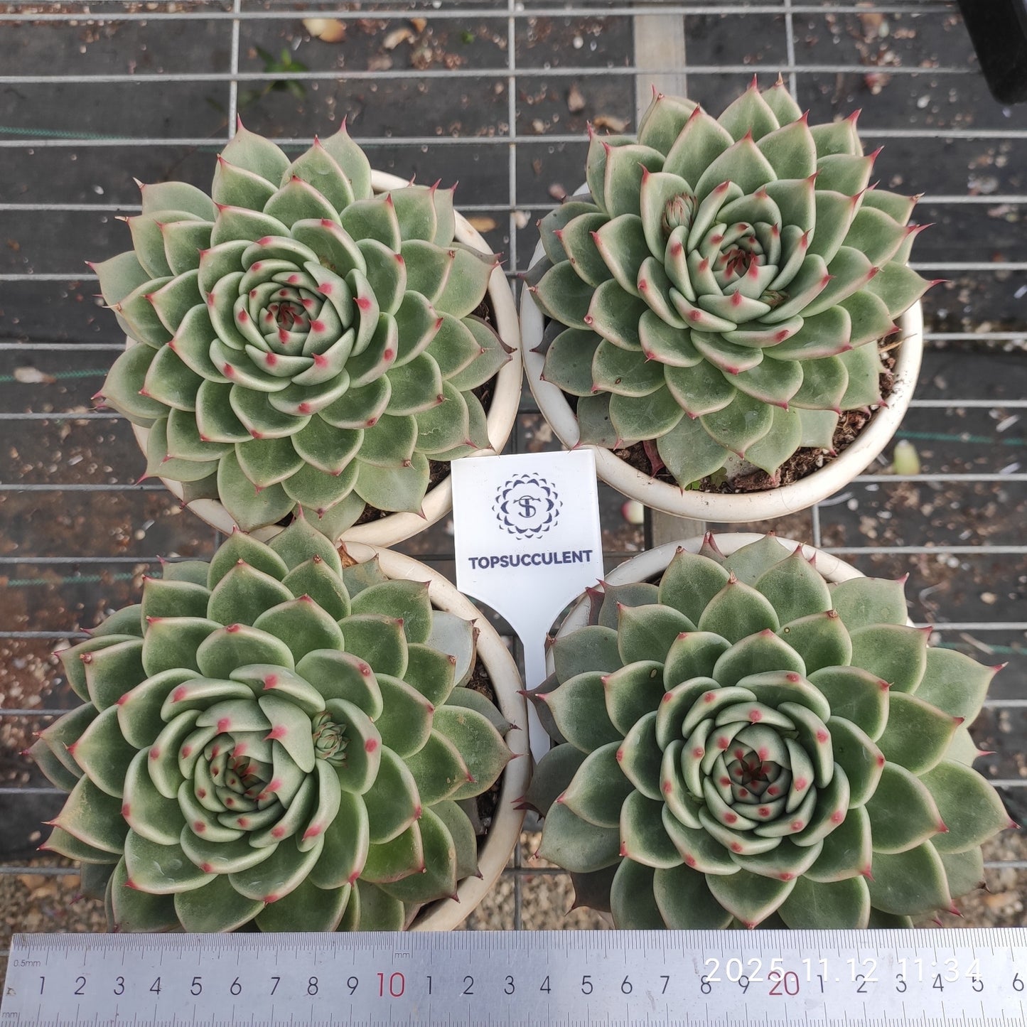 4934 Echeveria Tuscany (12cm pot size)