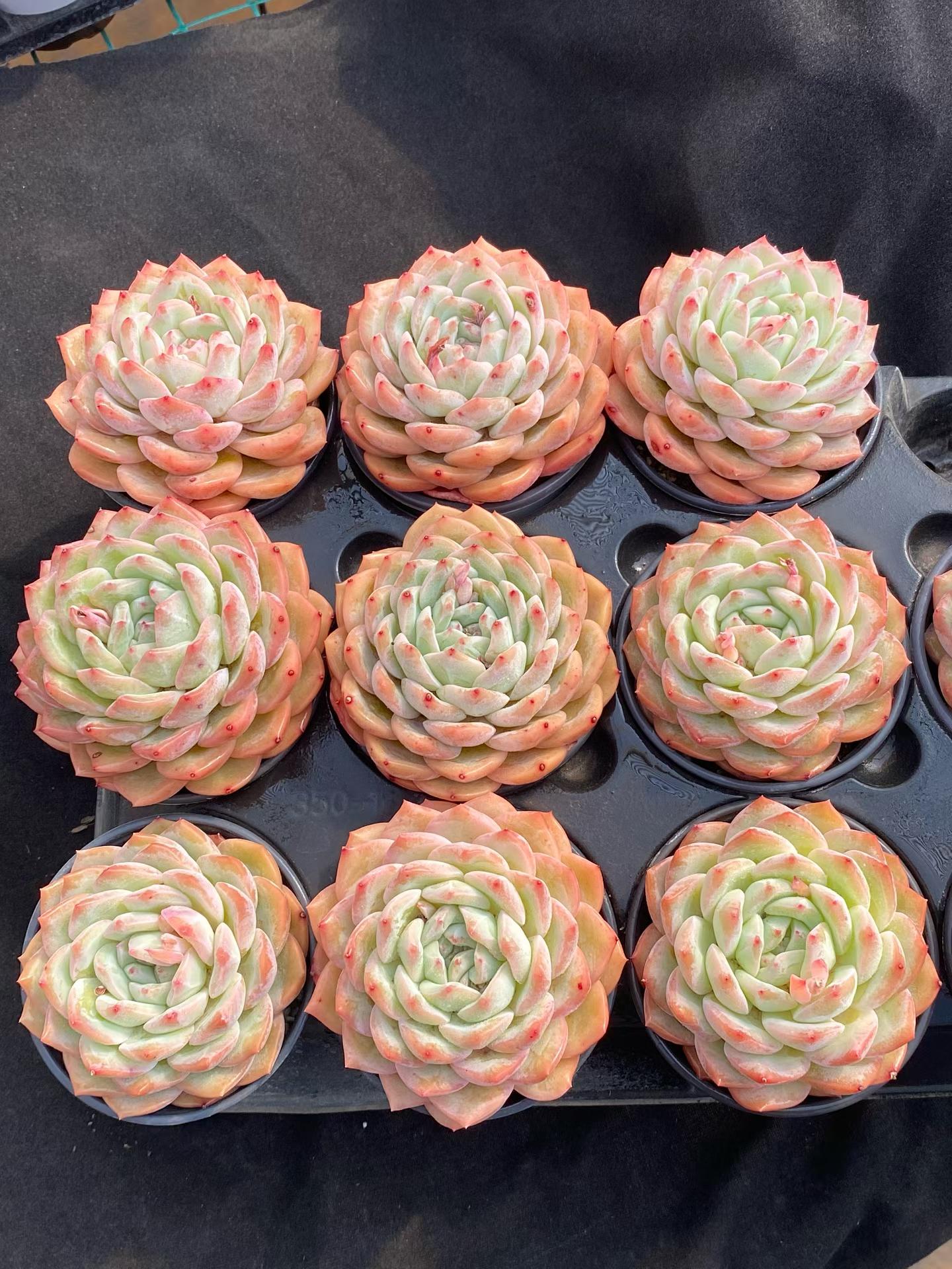 20726 Echeveria Strawberry Almond (9cm pot size)