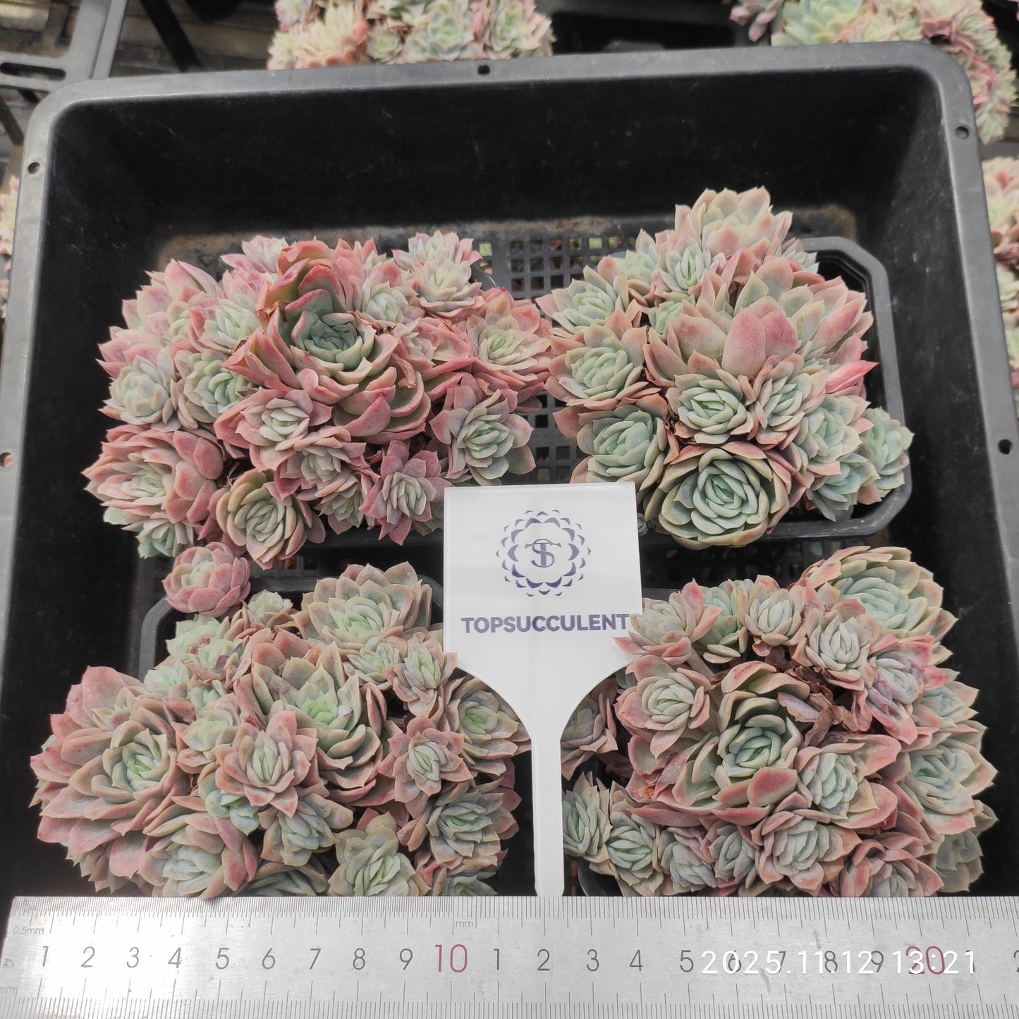 9251 Echeveria Violet Queen Variegated (9cm pot size)