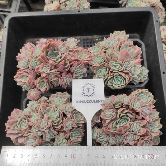 9251 Echeveria Violet Queen Variegated (9cm pot size)