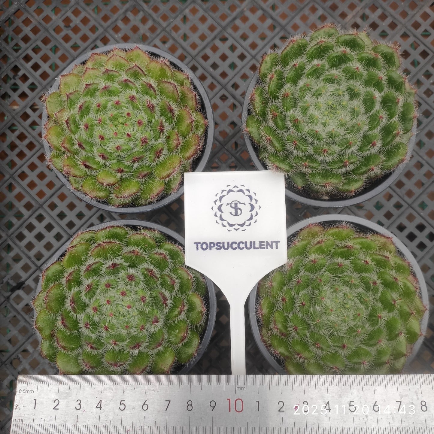 15448 Echeveria Golden Fruit (9cm pot size)