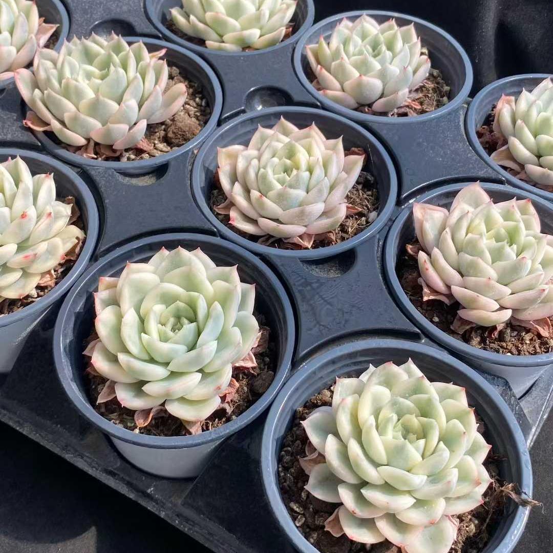 15439 Echeveria Moon Fairy Variegated (9cm pot size)