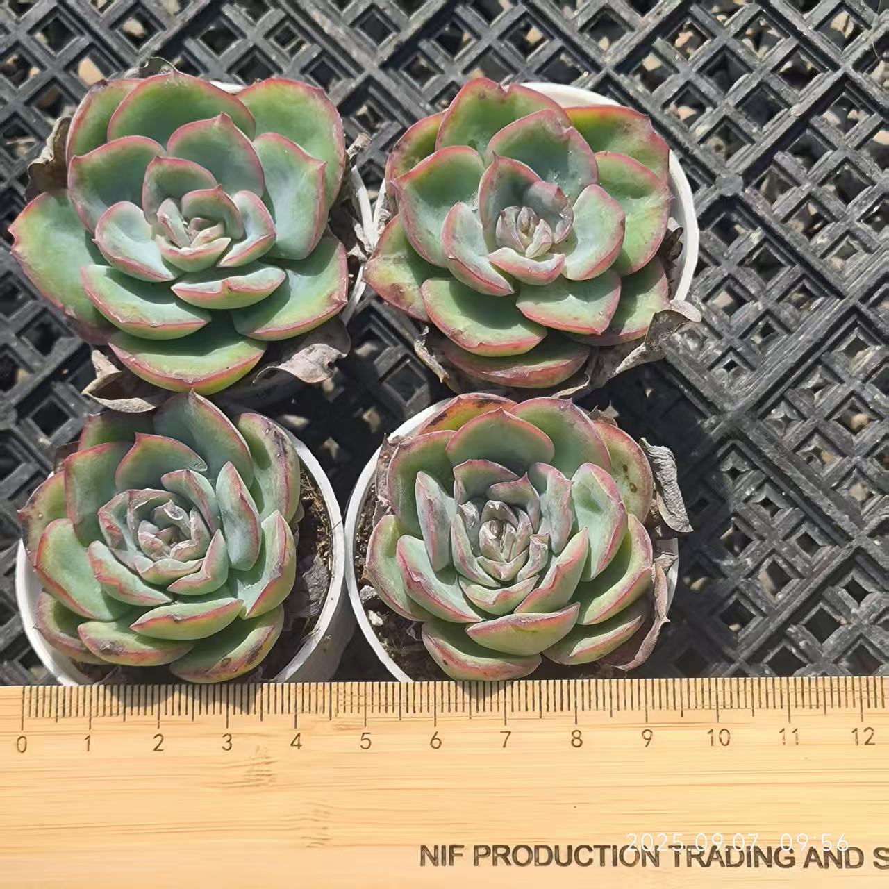 FFH330 Echeveria Morning Due(6.5cm pot size)