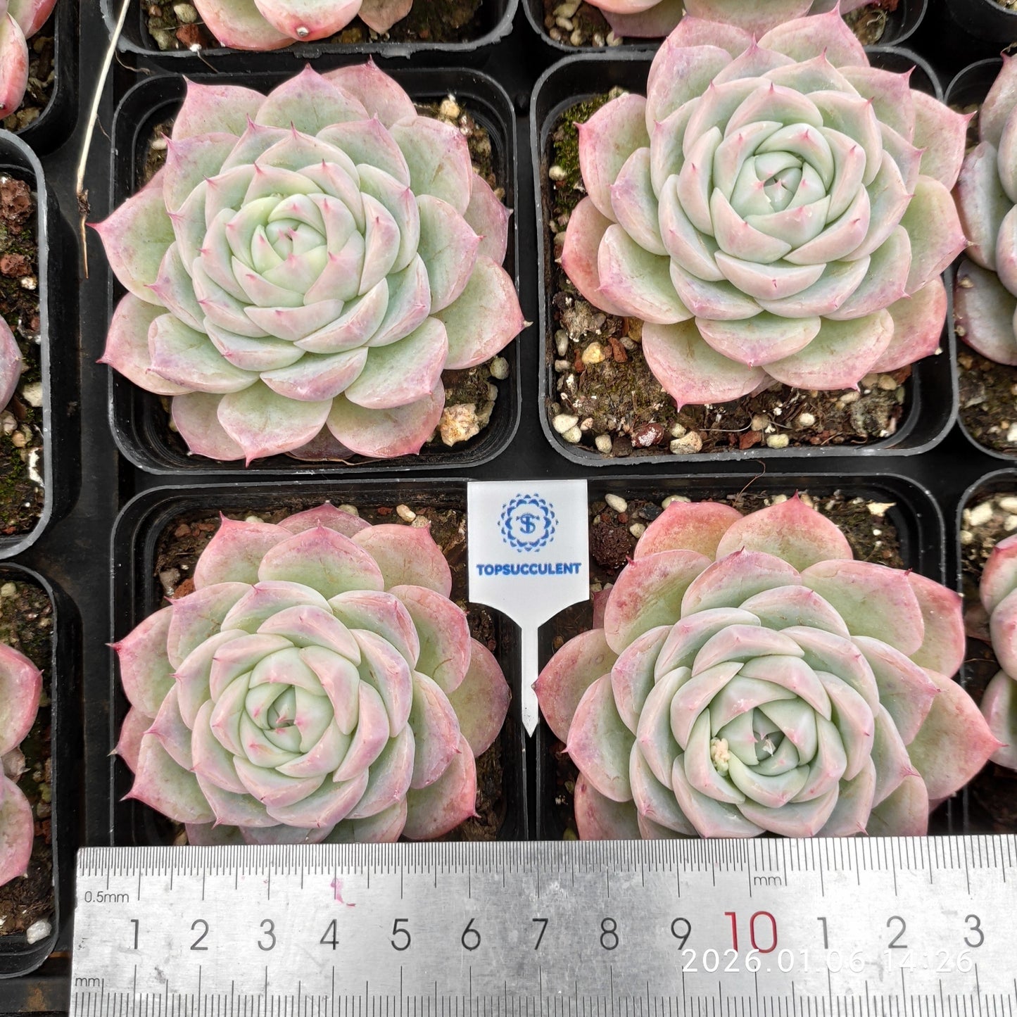 20757 Echeveria Pink Crystal Rose (7cm pot size)