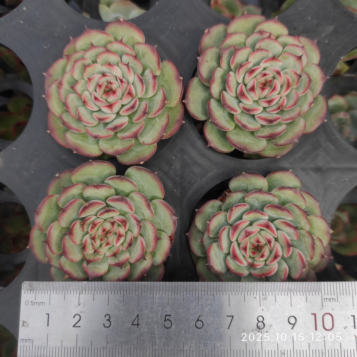 1223 Echeveria Marcel (5.5cm pot size)