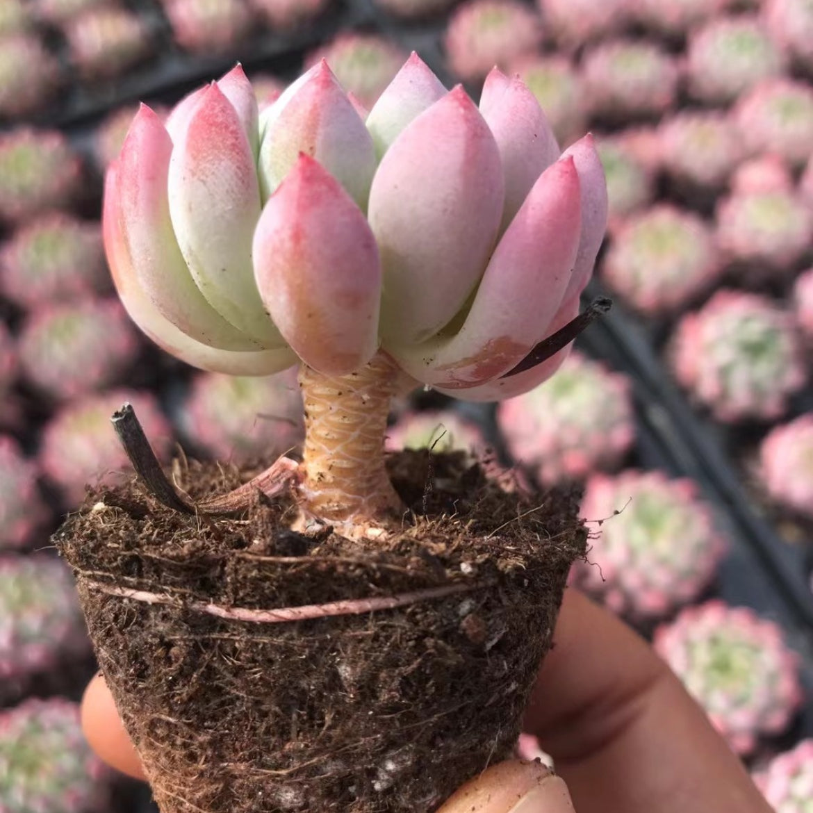 23904 Echeveria Blue Elf (5cm pot size)