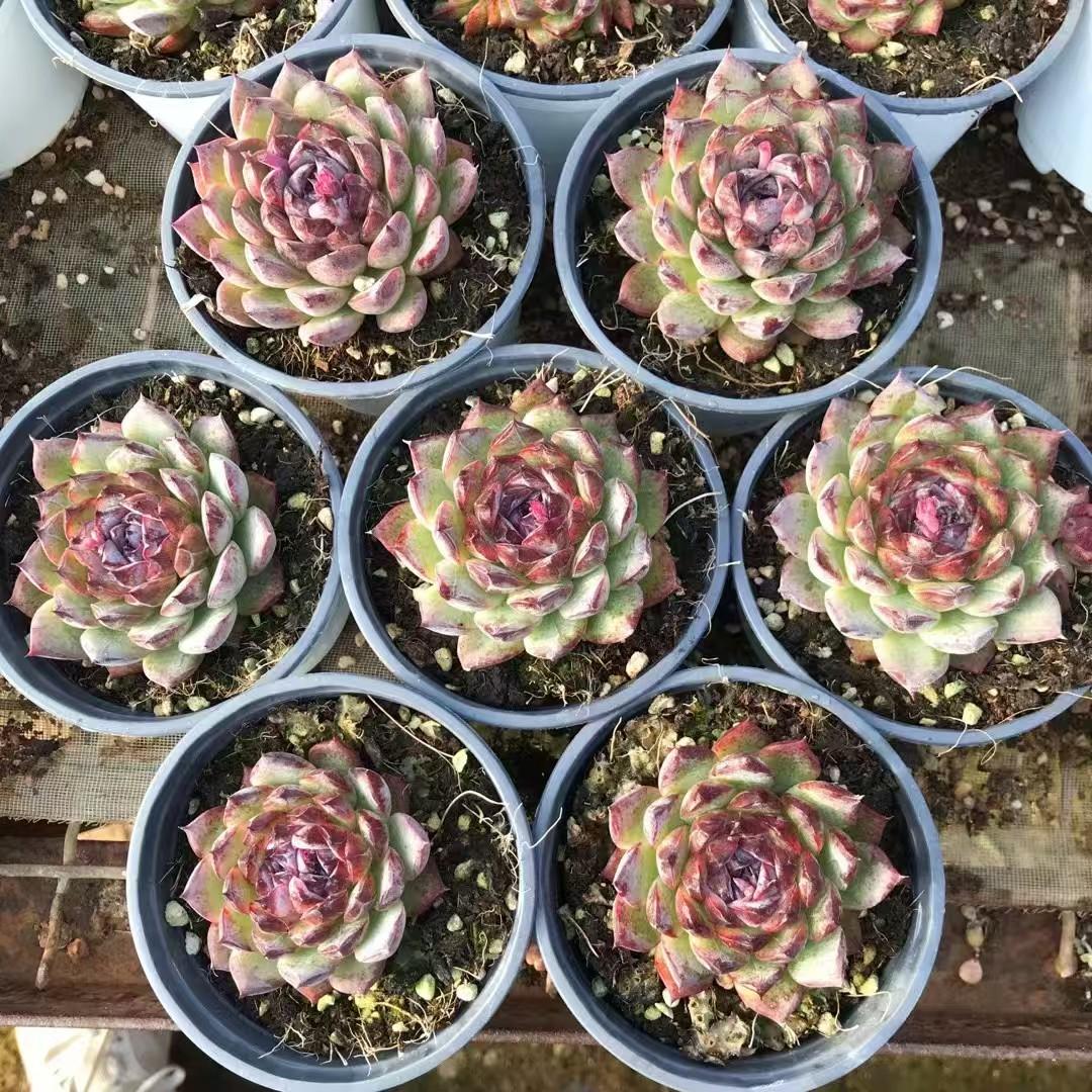 24016 Echeveria Niello Diamond (9cm pot size)