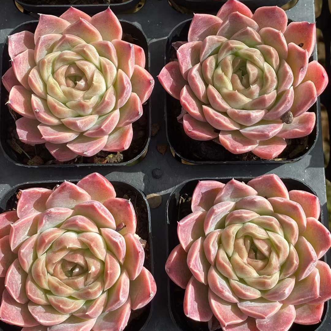 25742 Echeveria Fantasy Nebula (6.5cm pot size)
