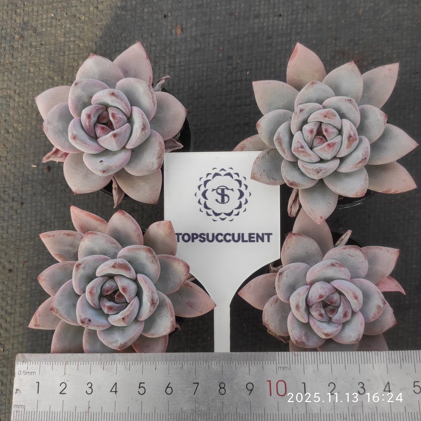 20066 Echeveria Spark Snow (5.5cm pot size)