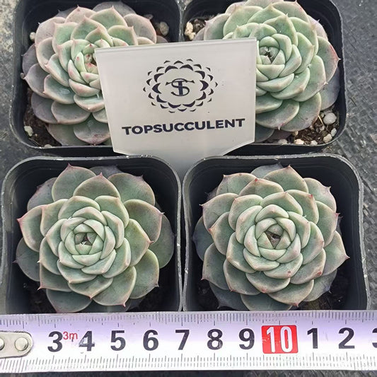 T0499 Echeveria Red Velvet (6.5cm pot size)