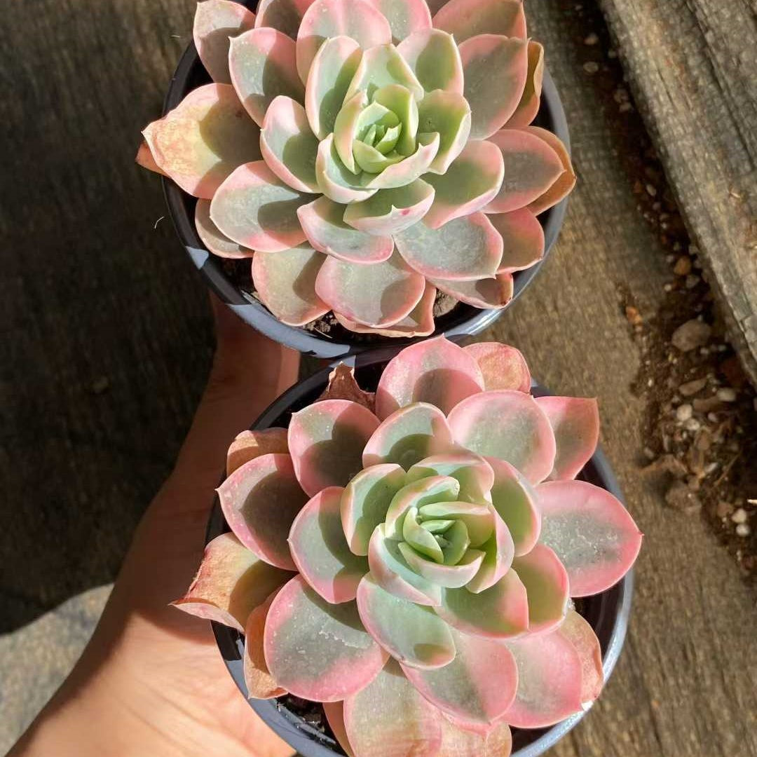 18804 Echeveria Pink Bella Variegated (9cm pot size)