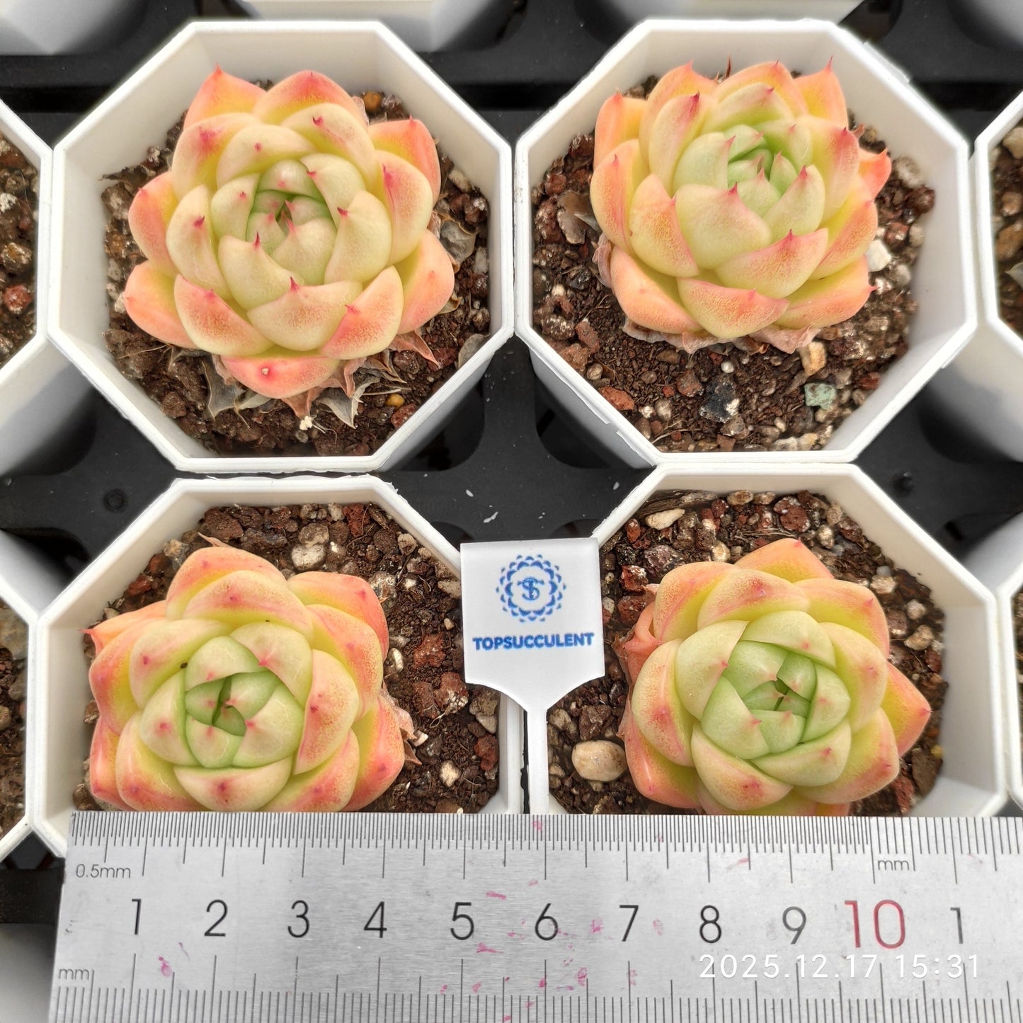 17304 Echeveria Clear Sky Jenny (7cm pot size)