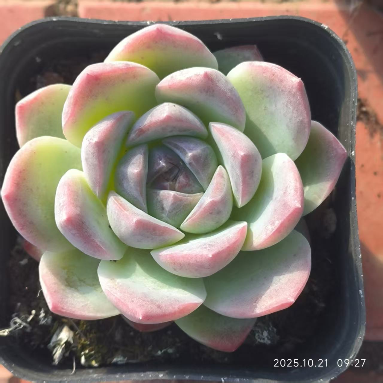 XL101 Echeveria Green Jenny(6.5cm pot size)