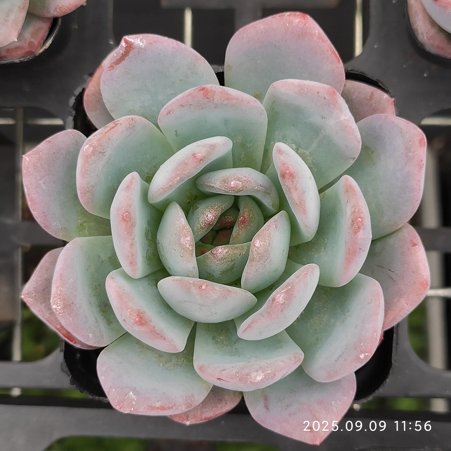 MMT528 Echeveria Star Mark(7cm pot size)