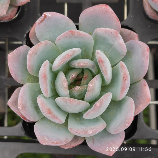 MMT528 Echeveria Star Mark(7cm pot size)
