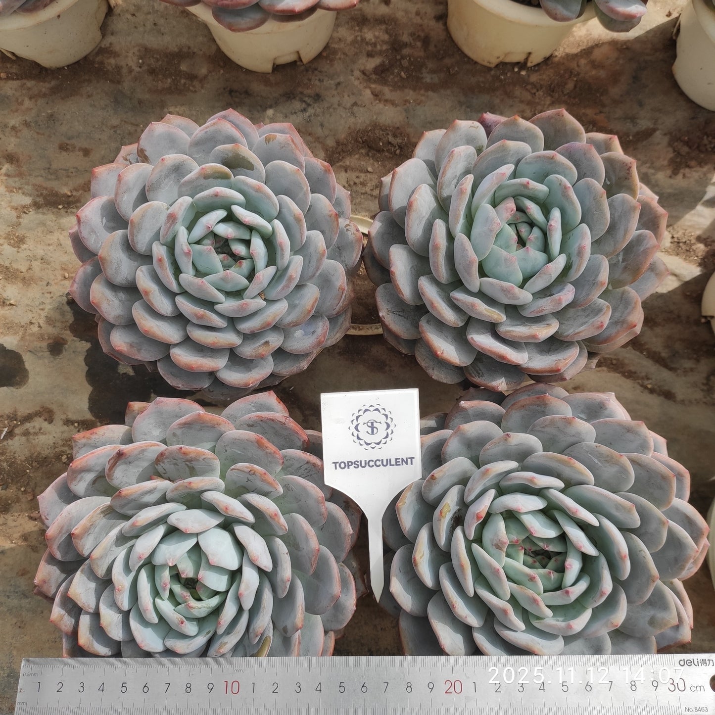 22527 Echeveria Orange Monroe (16cm pot size)