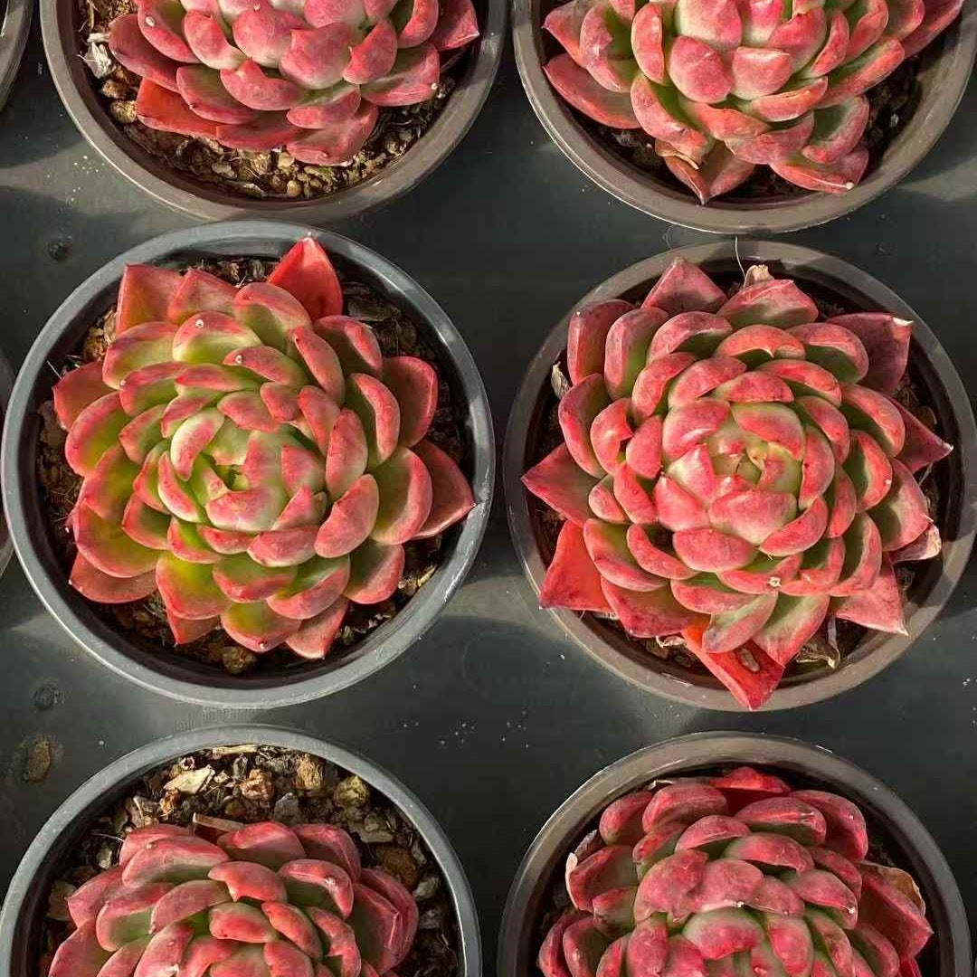 25396 Echeveria Crystal Jenny (9cm pot size)