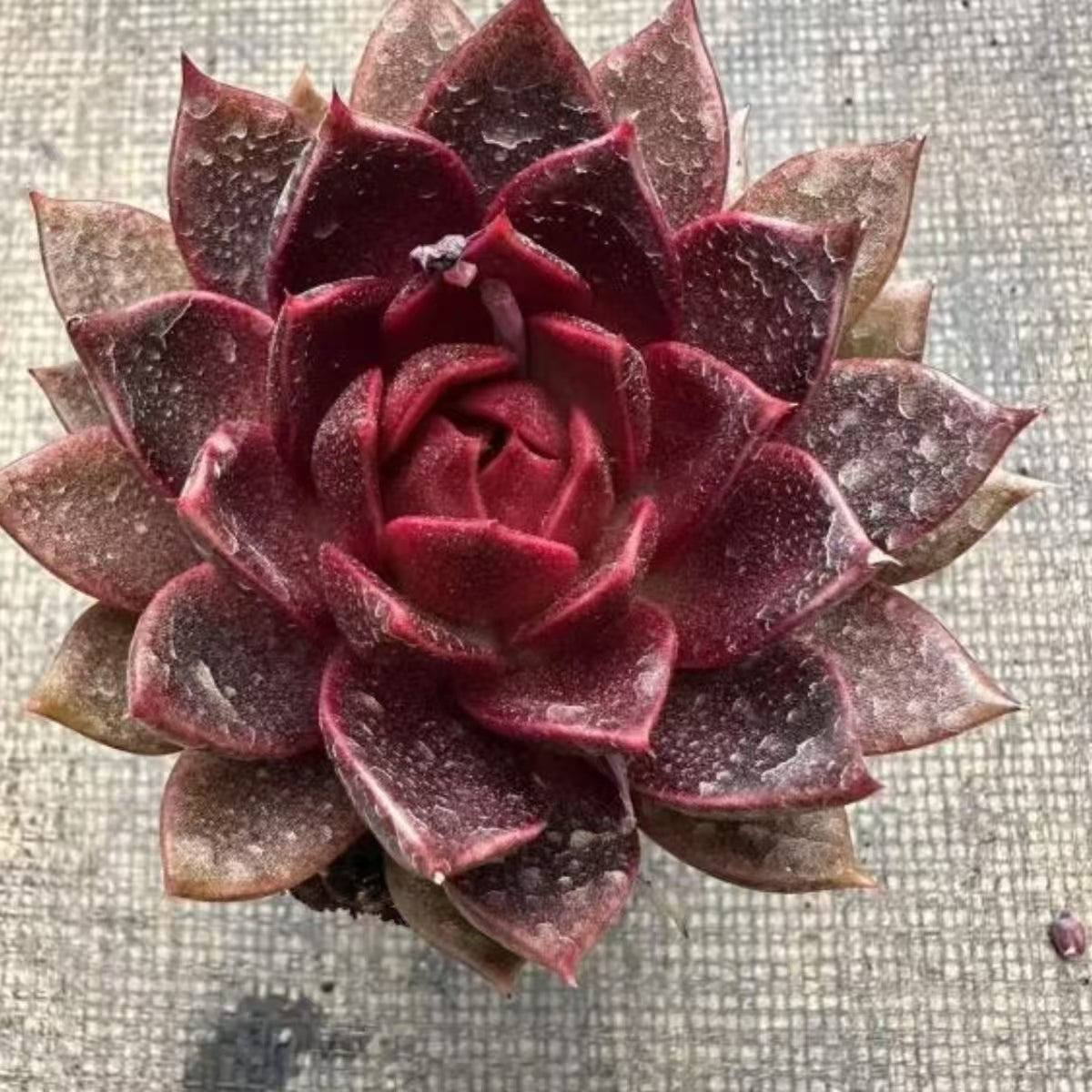 QNY164 Echeveria Black Fox(7cm pot size)