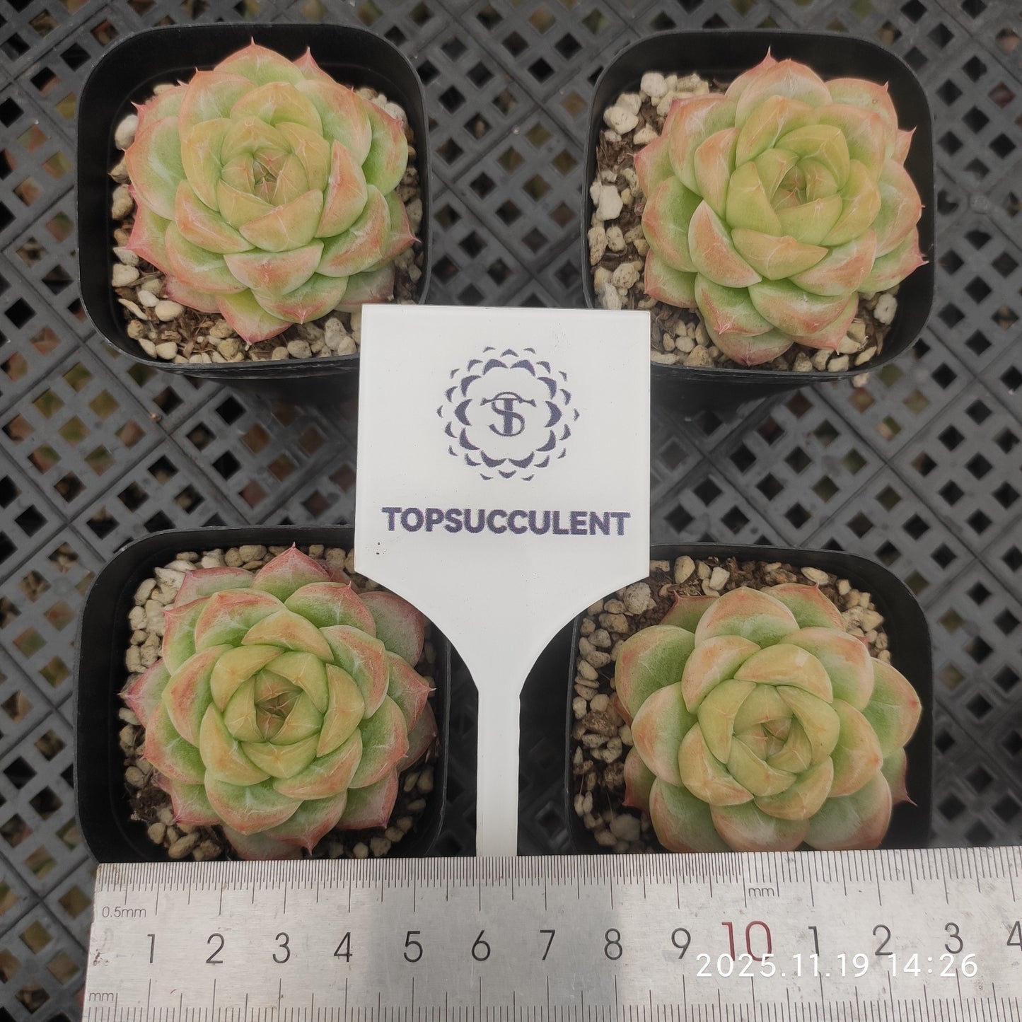 19670 Echeveria Malgan Hyb (6.3cm pot size)