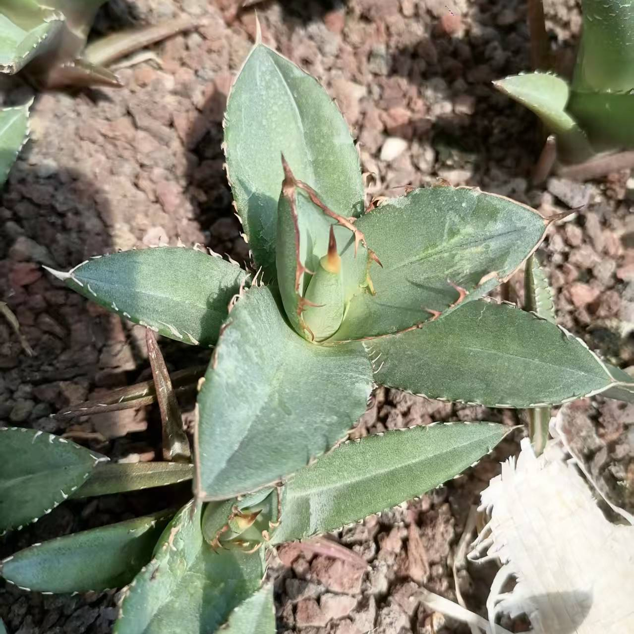 50231 Agave Titanota Kojima (5cm pot size)