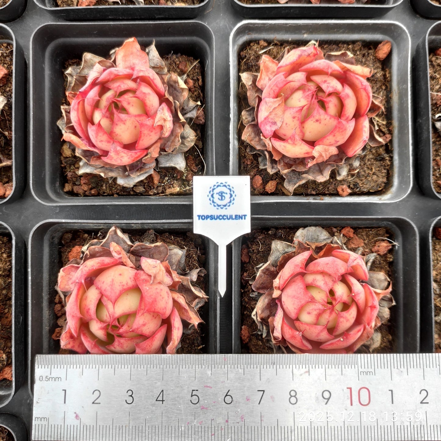 15327 Echeveria Yangjin (6.5cm pot size)