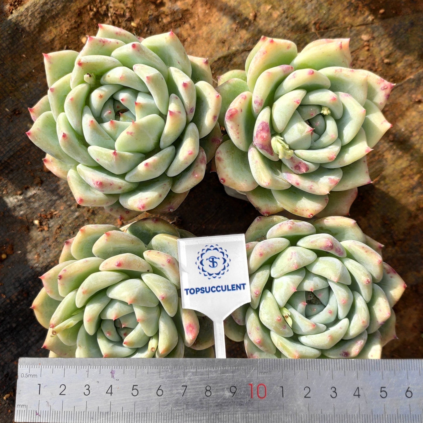 24643 Echeveria White Ratam (9cm pot size)
