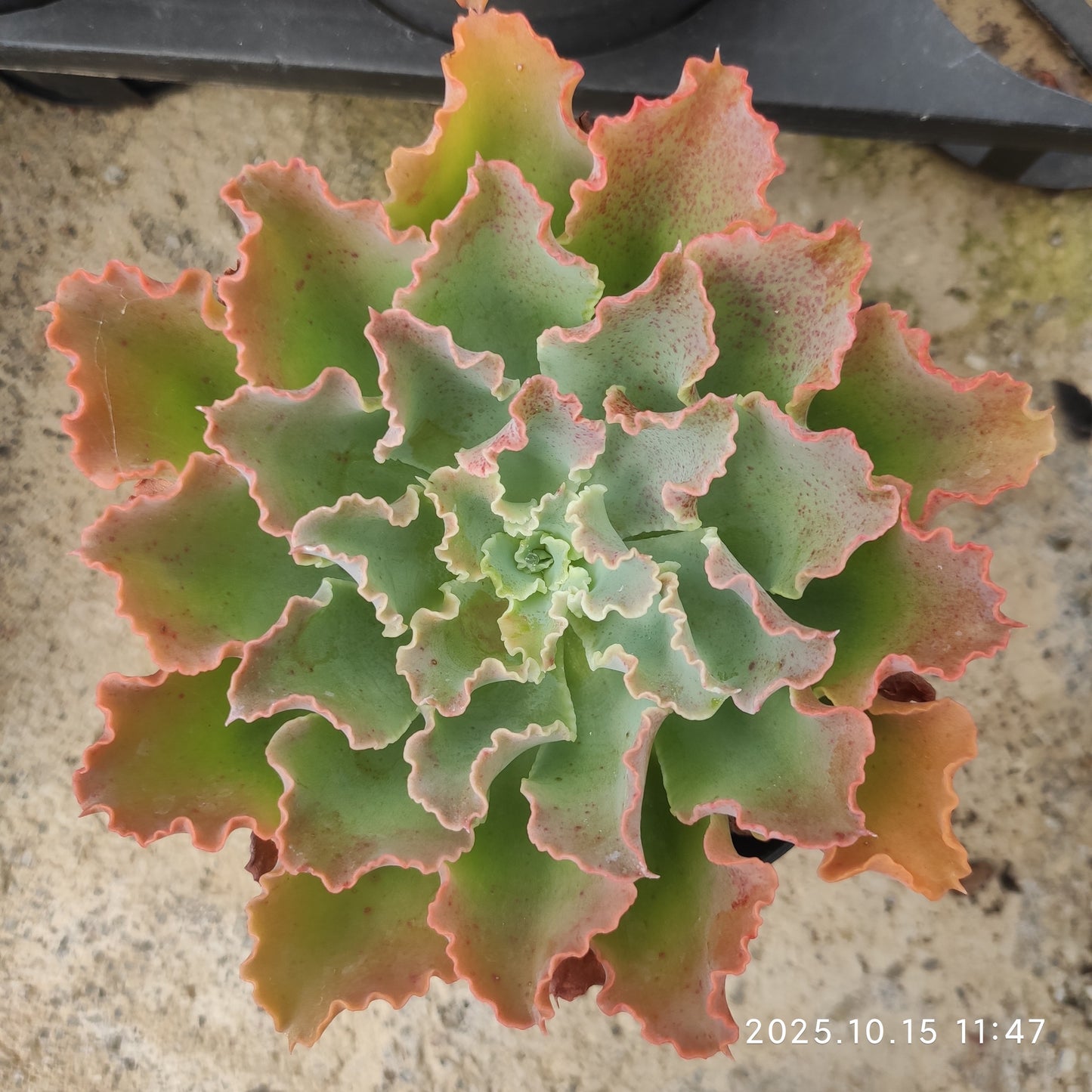 ZZA344 Echeveria Blue Fox(11cm pot size)