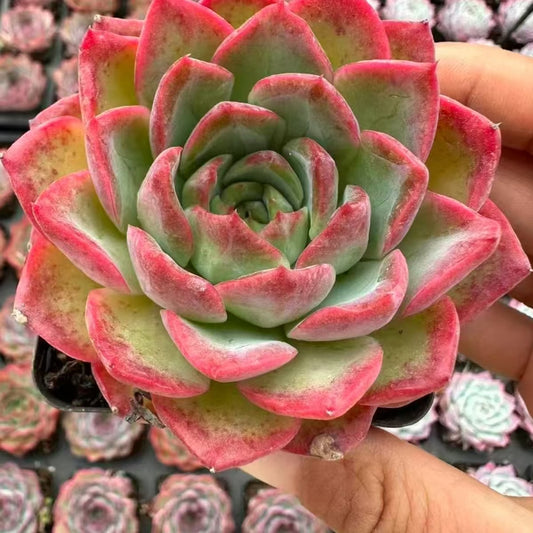 QNY200 Echeveria Auspicious Clouds(7cm pot size)