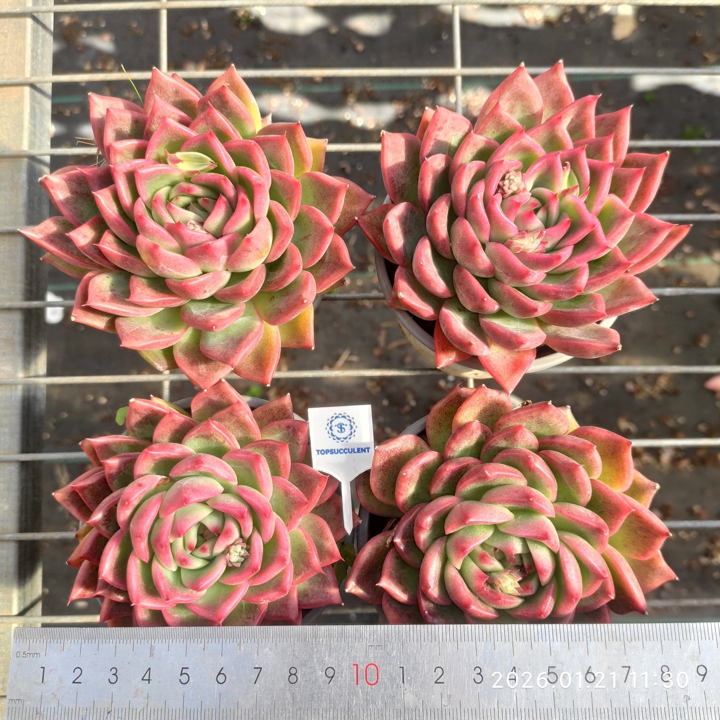 17543 Echeveria Prodidity (9cm pot size)