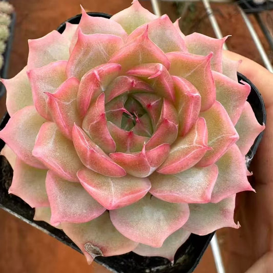 QNY188 Echeveria Glamourous Princess(7cm pot size)