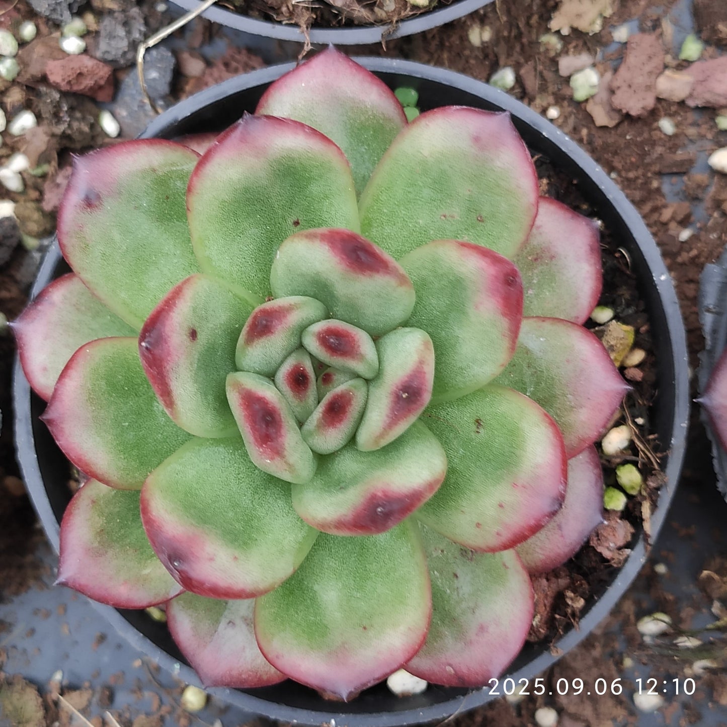 RC165 Echeveria TM(9cm pot size)
