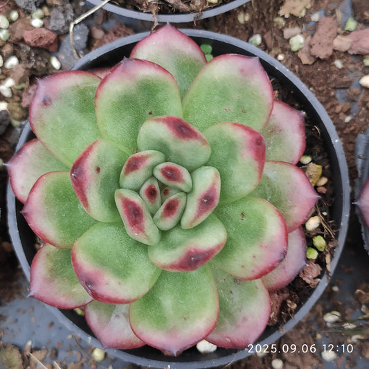 RC165 Echeveria TM(9cm pot size)