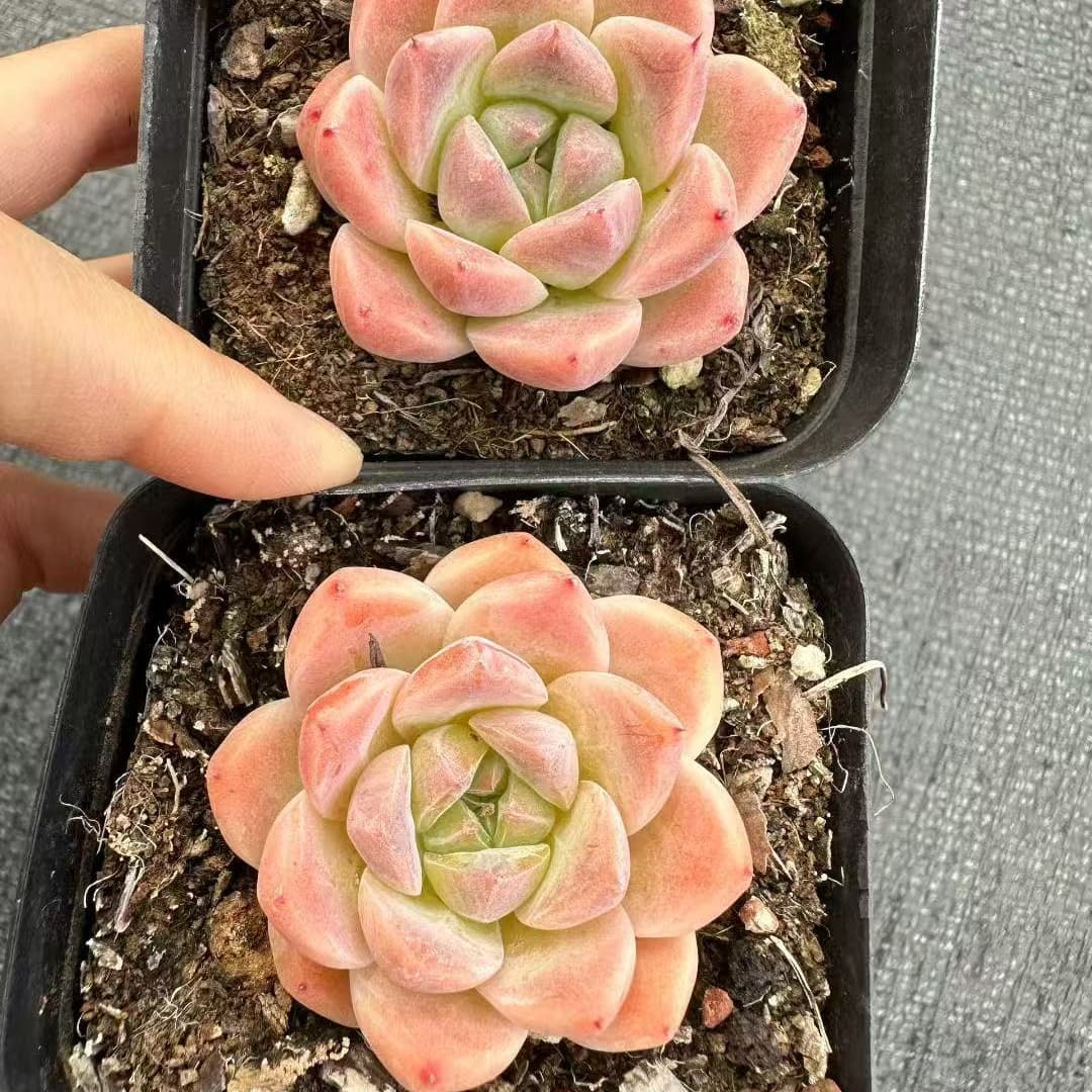 20594 Echeveria Alba Beauty (7cm pot size)