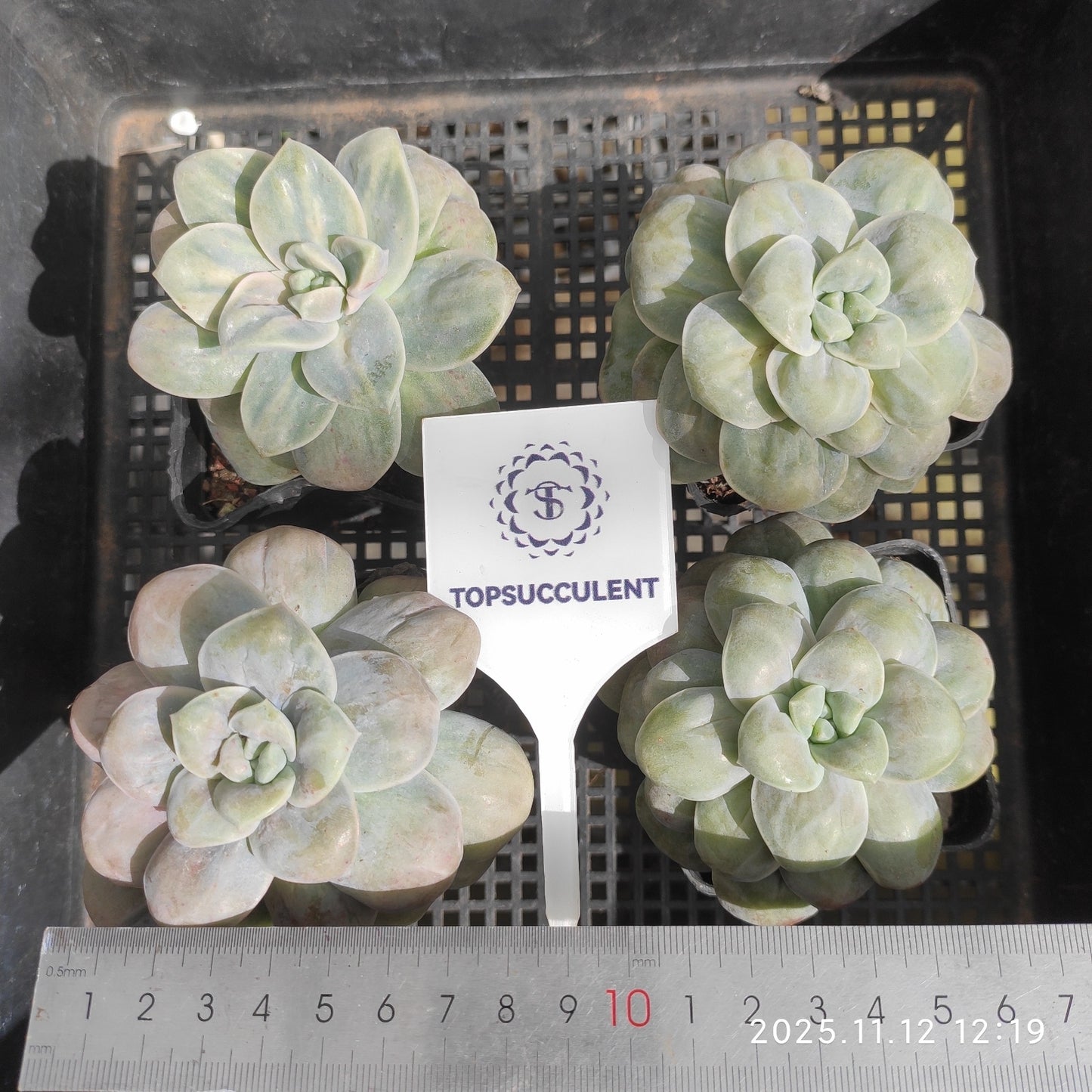 22516 Echeveria Mountain Flower (7cm pot size)