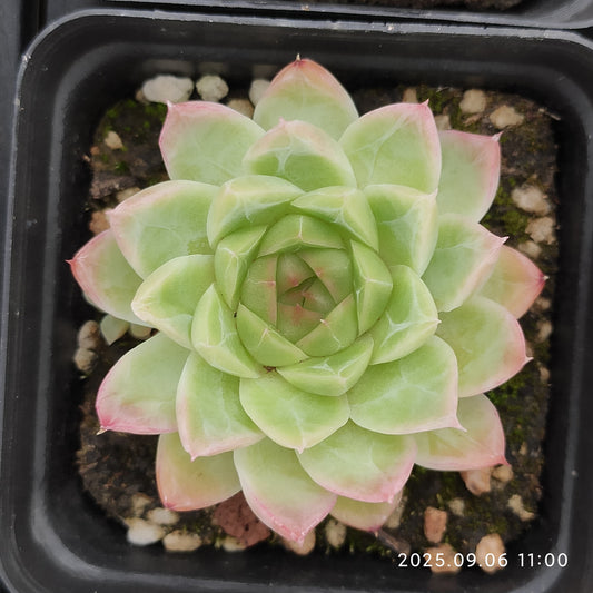 RC146 Echeveria Red Queen(7cm pot size)