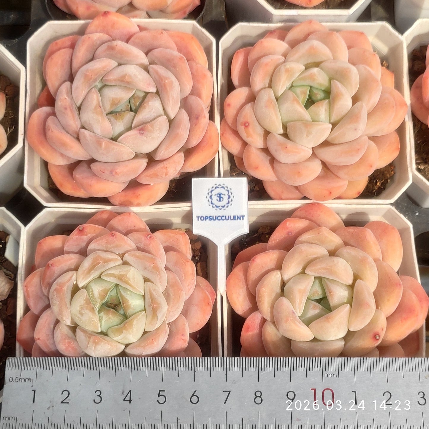 22581 Echeveria Ruby Ring (6.5cm pot size)