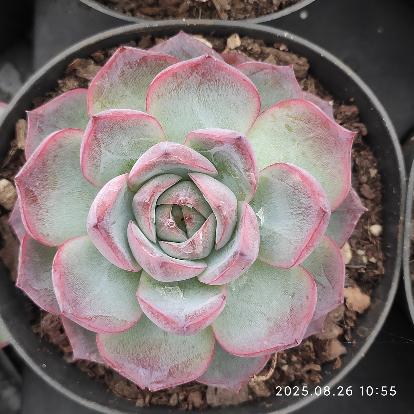 XY057 Echeveria Seaweed(9cm pot size)