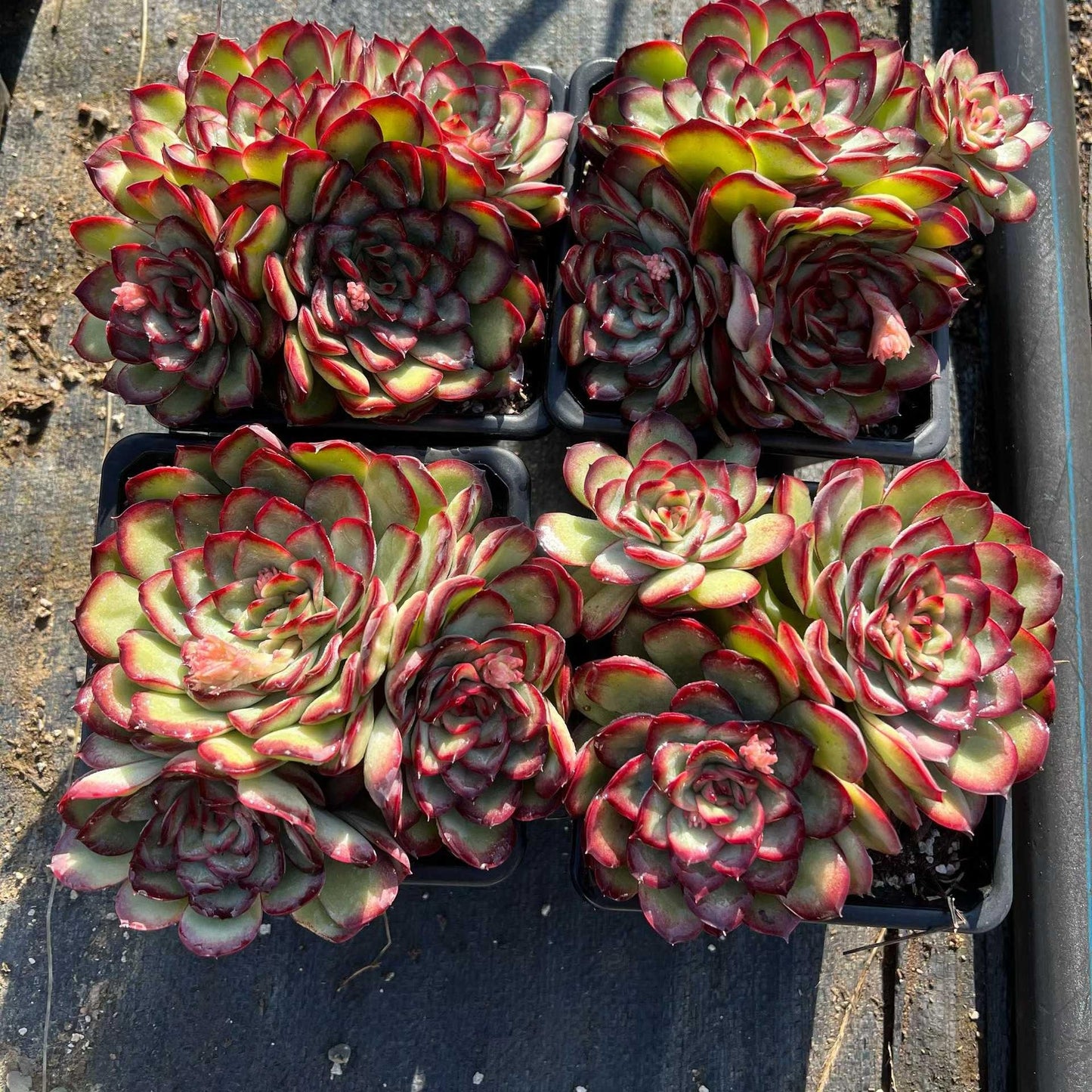25167 Echeveria Mexico Pulidones (12cm pot size)