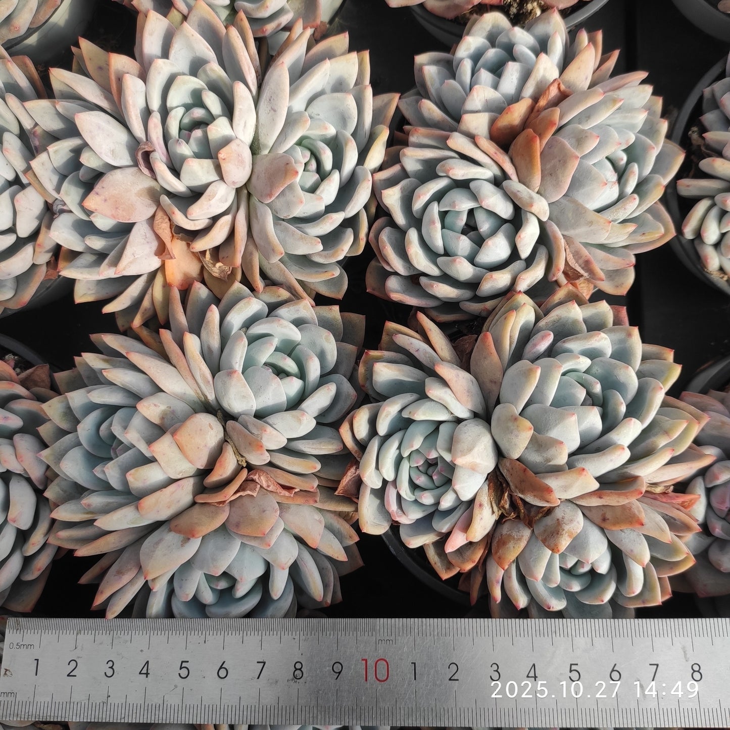 22179 Echeveria Orange Monroe (9cm pot size)