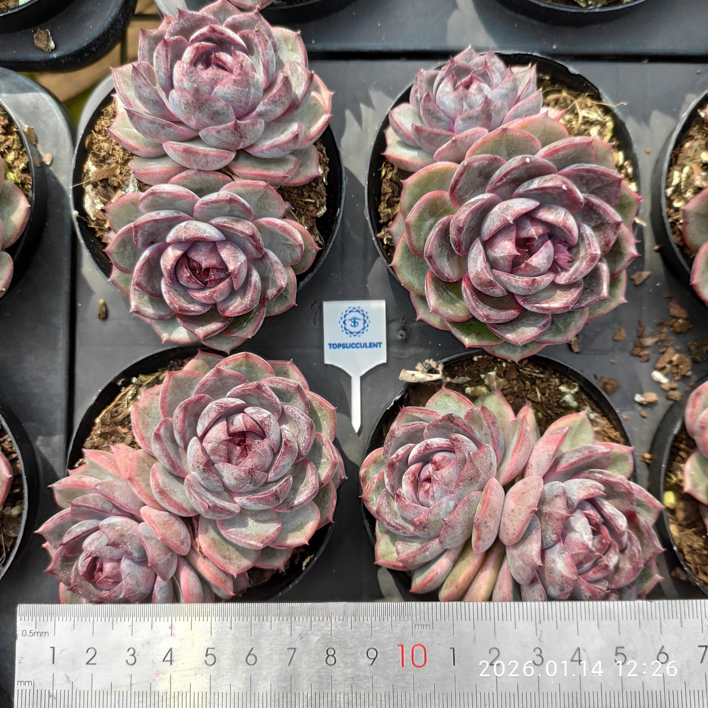 24715 Echeveria Cheese Blueberry (9cm pot size)