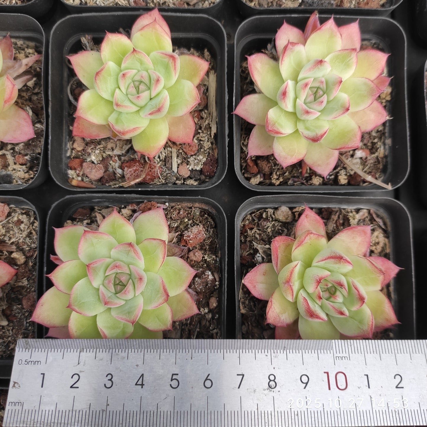 22176 Echeveria Dream Queen (7cm pot size)