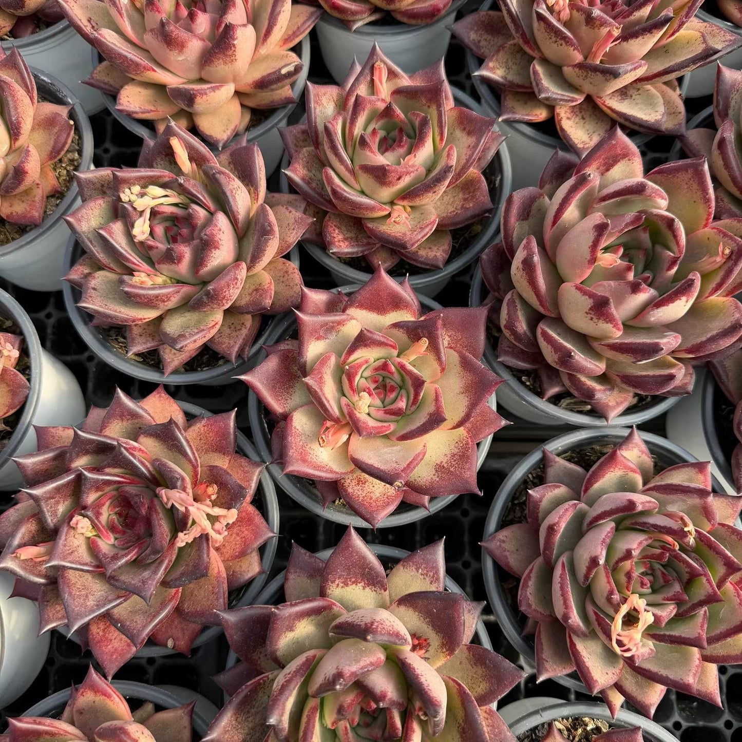 20854 Echeveria Romeo (12cm pot size)