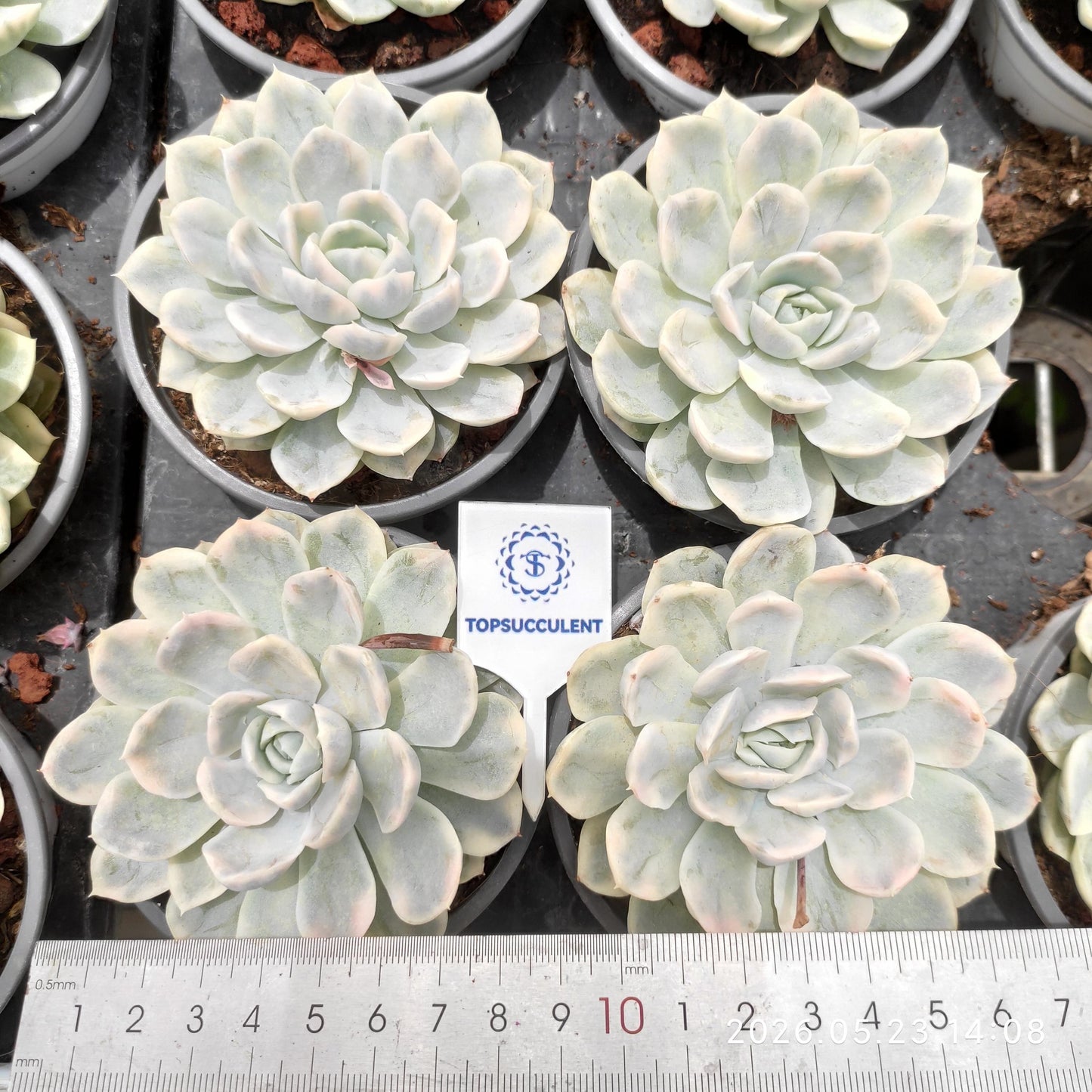 360928 Echeveria Snow Ball Variegated (9cm pot size)