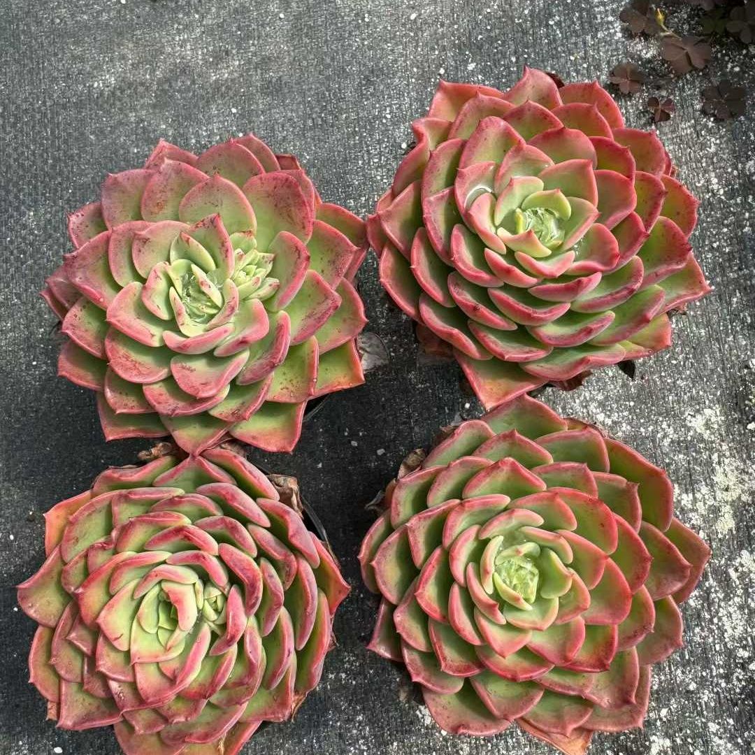 360400 Echeveria Novel (9cm pot size)